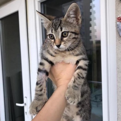 3 Aylık Yavru Erkek Kedi Yuva Arıyor-Ücretsiz, İstanbul