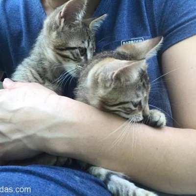 3 Aylık Yavru Erkek Kedi Yuva Arıyor-Ücretsiz, İstanbul