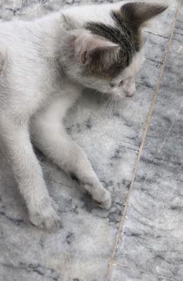 Beyaz Tekir Yavru Kedi, Muğla