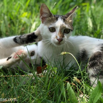 4 Aylık Arkadaş Canlısı Dişi Minik Yavru Kedi, Antalya