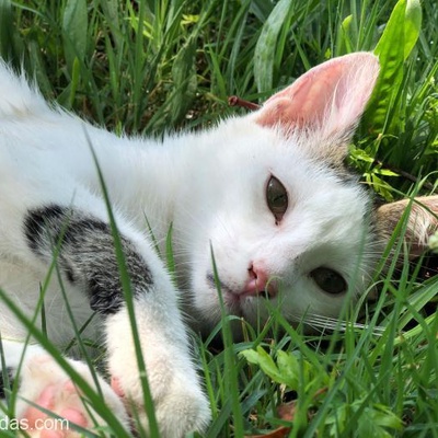 4 Aylık Çok Tatlı Uysal Dişi Yavru Kedi, Antalya