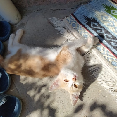 Ankara Batıkent 5 tane yavru kedi