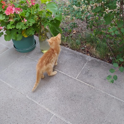 Ankara Batıkent 5 tane yavru kedi