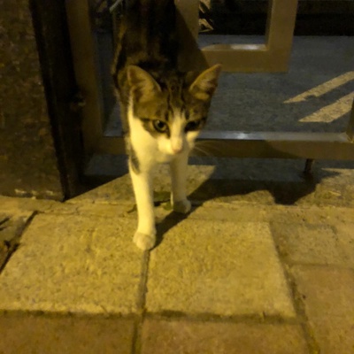 Istanbul yesilköy - beyaz tekir kedi