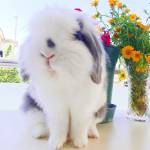 Luppybunny Profile Picture