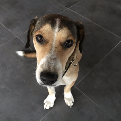Sokağa terkedilmiş 1,5 yaş sevimli beagle kırması