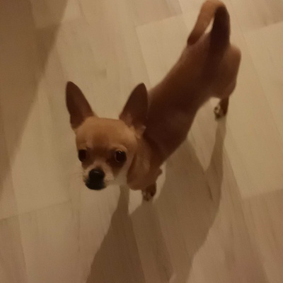 Panço Erkek Chihuahua