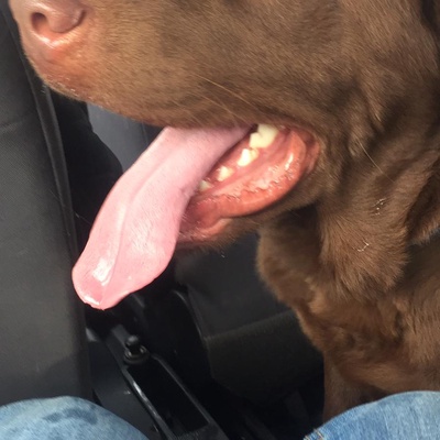 Labrador cinsi köpeğimize ücretsiz yuva
