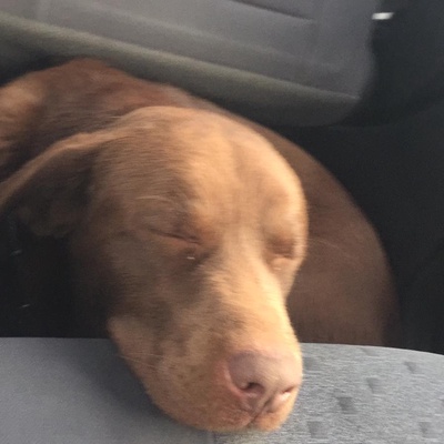Labrador cinsi köpeğimize ücretsiz yuva