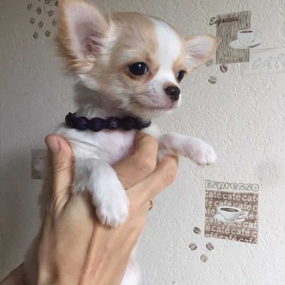 Toby Erkek Chihuahua