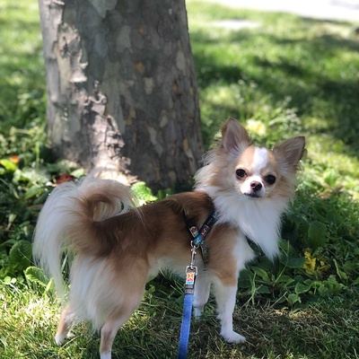 Toby Erkek Chihuahua