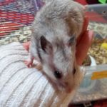 Hamsterella Profile Picture