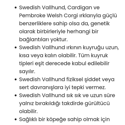 Isvec swedish vallhund