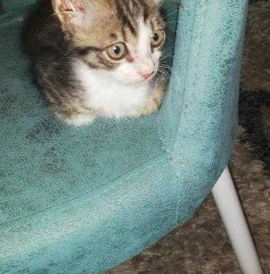Ankara kedisi kırması olan kızımı ücretsiz sahiplendiriyoeum