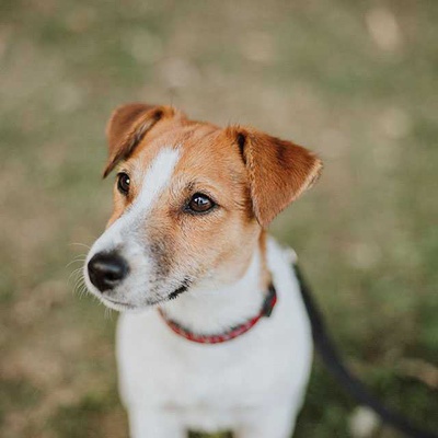 Jack Russell Terrier Özellikleri ve Bakımı