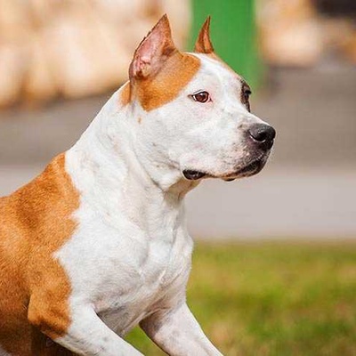 Amerikan Staffordshire Terrier Özellikleri ve Bakımı