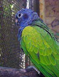 Mavi Başlı Papağan Kuşu Özellikleri