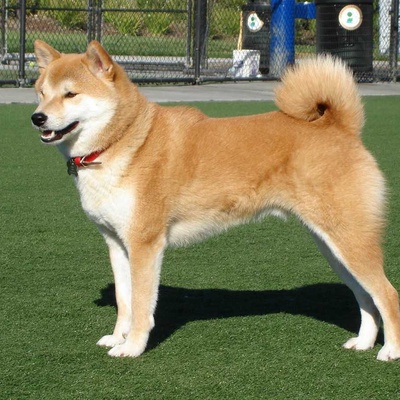 Shiba Inu Köpek Cinsi Özellikleri ve Bakımı