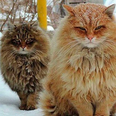 Sibirya Kedisi Özellikleri ve Bakımı