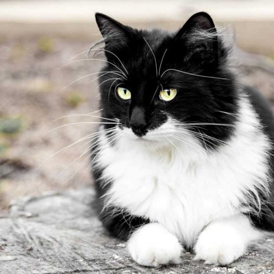 Smokin Kedi Özellikleri ve Bakımı