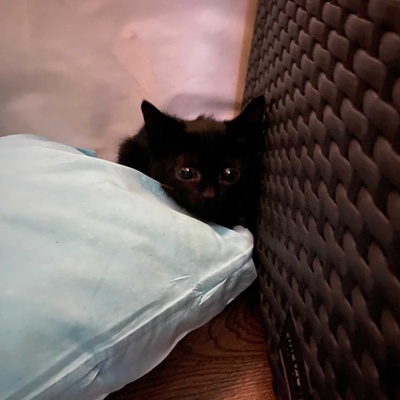 Mini Siyah Kedi Yavru Arıyor