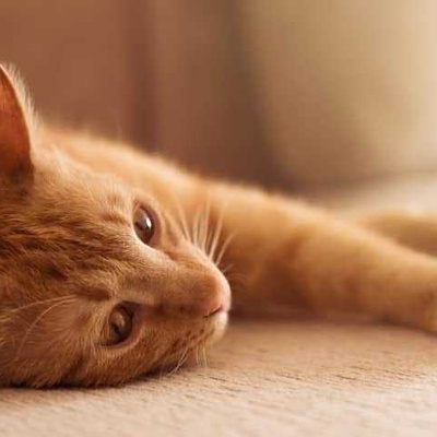 Sarman Kedi Özellikleri ve Bakımı