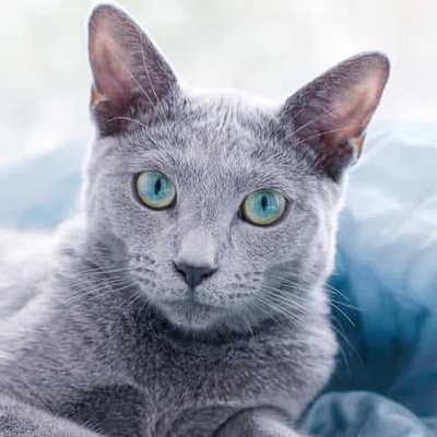 Mavi Rus Kedisi Özellikleri ve Bakımı