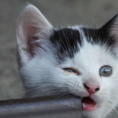 Yavru Kedi Ne Zaman Diş Çıkarır?