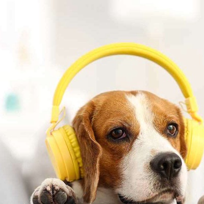 Köpekler Müzik Dinlemeyi Sever Mi?