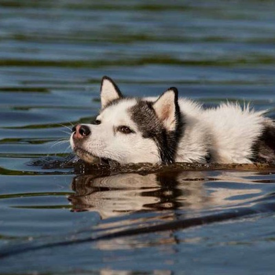 Köpekler Yüzebilir Mi?