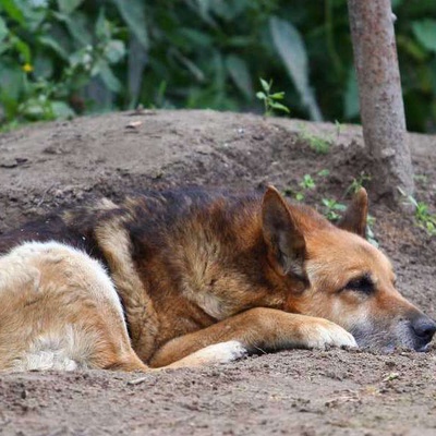 Köpekler Depremi Önceden Hisseder Mi?