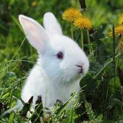 Tavşanın Kaç Ayağı Var?