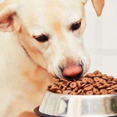 Köpekler Günde Kaç Kilo Yemek Yer?