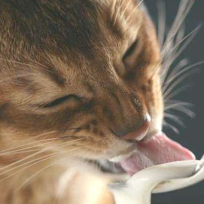 Yavru Kediler Yoğurt Yiyebilir Mi?