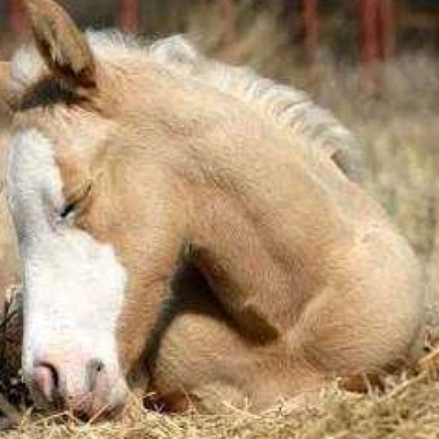 Atlar Nasıl Uyur?