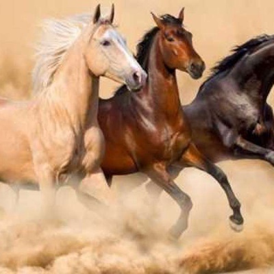 Atlar Ne Kadar Hızlı Koşar?