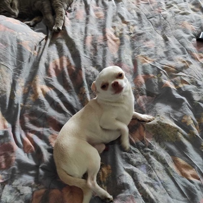Arçi Erkek Chihuahua