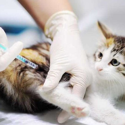 Kedi Aşı Takvimi ve Aşı Fiyatları 2022 Yavru Kedi