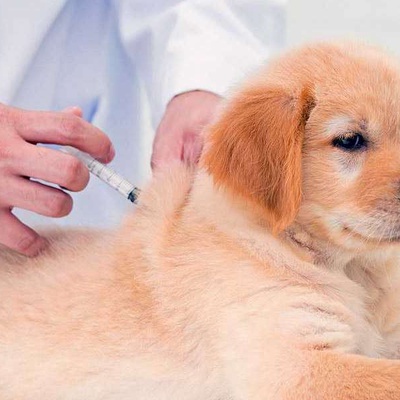 Köpek Aşı Takvimi ve Köpek Aşı Fiyatları 2022