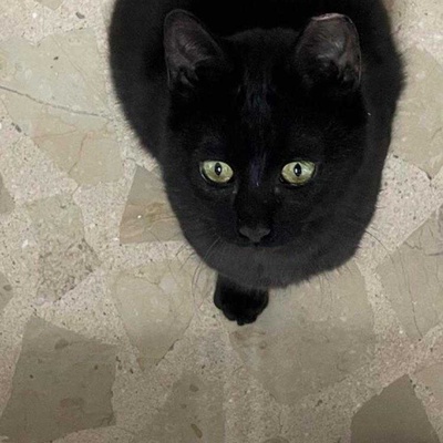 7 aylık kısır siyah dişi kedi yuva arıyor