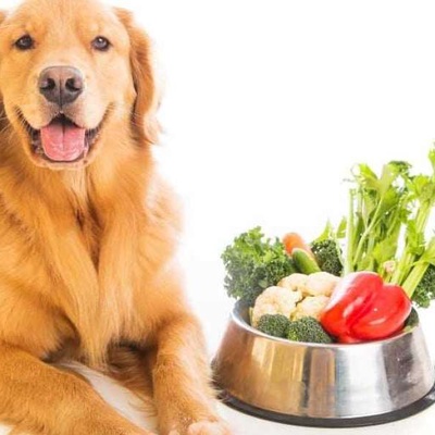 Köpekler İçin Sağlıklı Meyveler