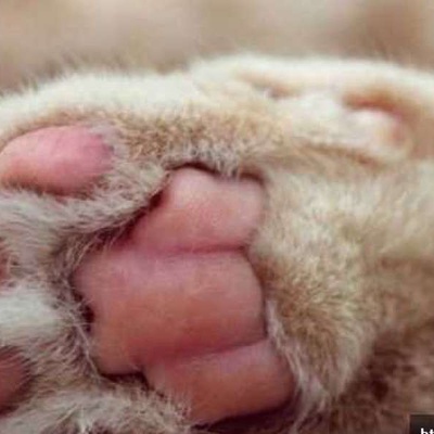 Kedilerin Kaç Parmağı Vardır?