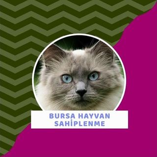 Bursa hayvan sahiplendirme Profile Picture