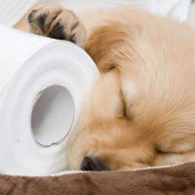 Köpeklerde Tuvalet Eğitimi Ne Kadar Sürer?
