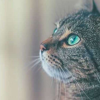 Kedilerde Fip Hastalığı Nedir?