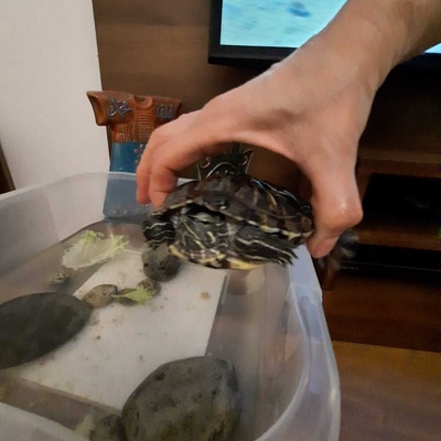 Kırmzı Yanaklı Su Kaplumbağası