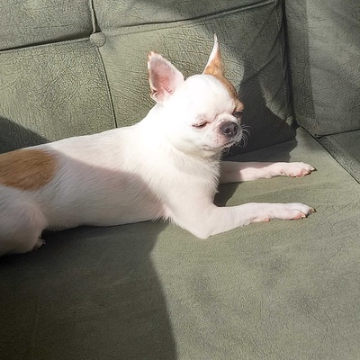 RodiBey Erkek Chihuahua