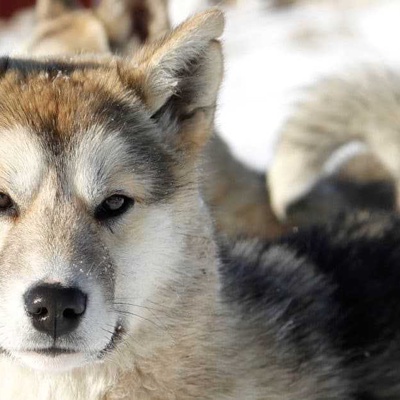 Grönland Köpeği Özellikleri ve Bakımı
