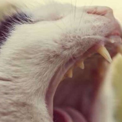 Kedinin Ağzında Yara Çıkması Belirtileri Ve Tedavisi