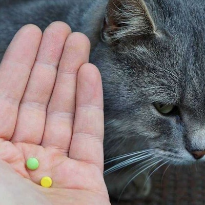 Kedilerde Antibiyotik Kullanımı